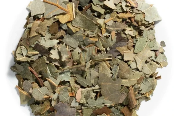 avokado-yapragi avokado-yapragi